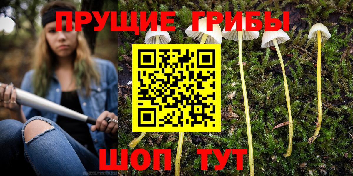 Псилоцибиновые грибы Psilocybine cubensis Горячий Ключ
